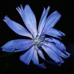 cykoria