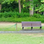 Ekspertyza dendrologiczna
